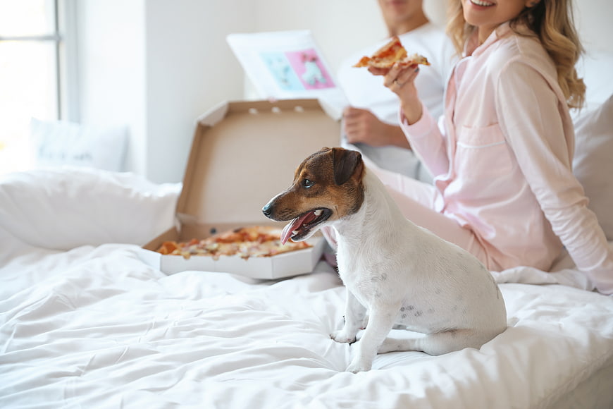 Happy couple eating pizza in bed with cute dog