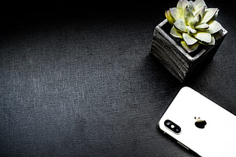 White smartphone and succulent plant on dark textured desk background