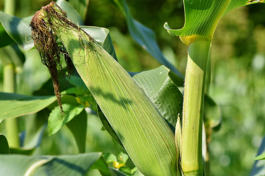 Close-up of green corn cob with silk in a field