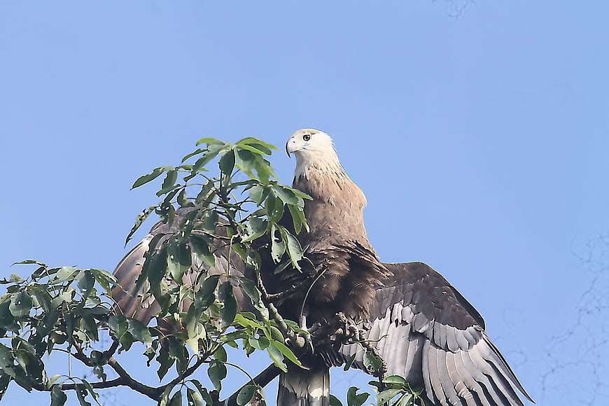 Pallas's Fish Eagle Perched on Tree Branch Against Blue Sky