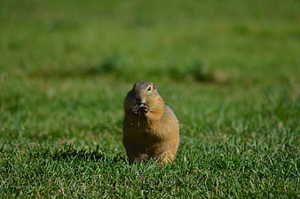 Cute gopher eating in green grass field