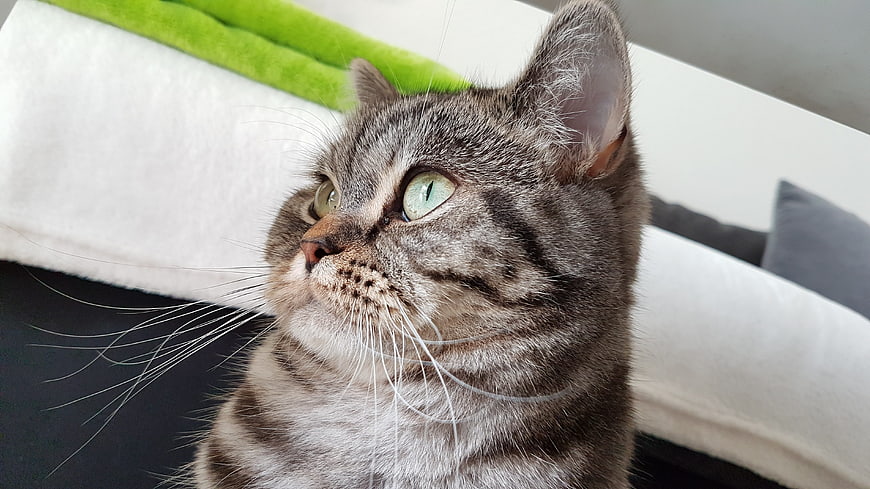 Close-up of a curious gray tabby cat looking up