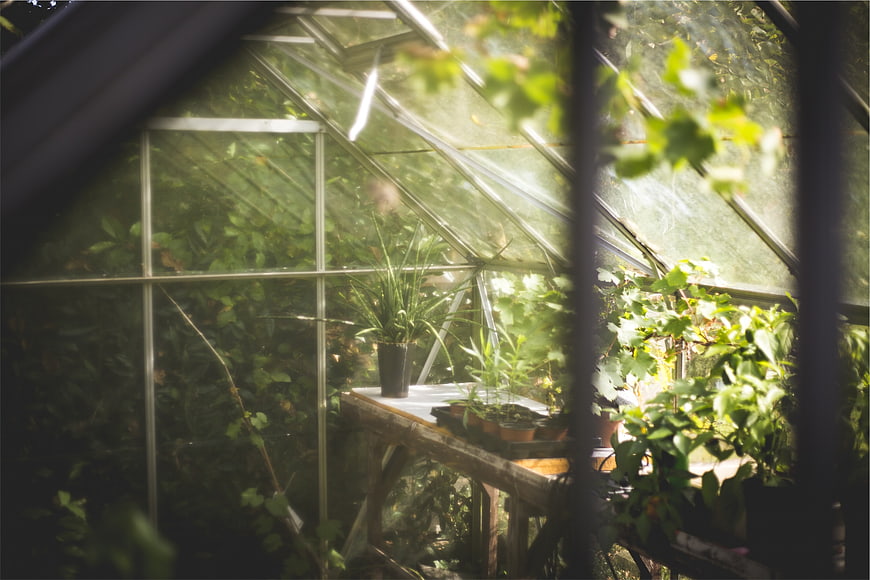Sunlit greenhouse interior with potted plants and wooden table