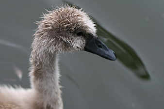 Close-up of a fluffy young gosling head in water