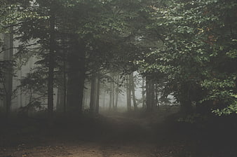 Misty Forest Path with Tall Trees and Foggy Atmosphere