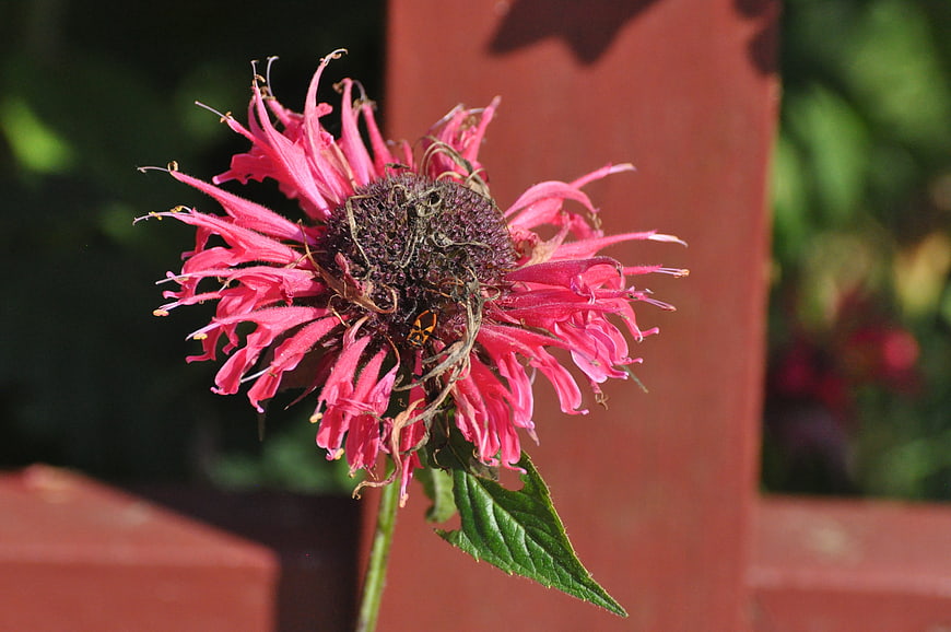 Close-up of a wilting pink bee balm flower with a small insect