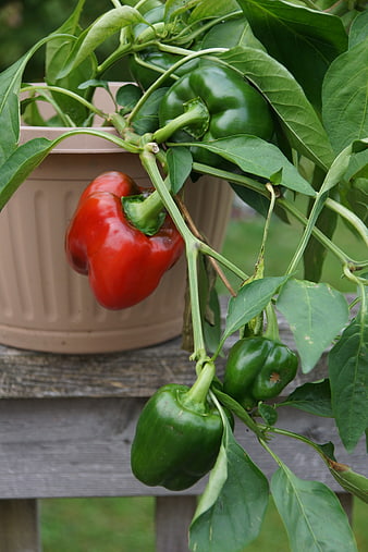 Red and Green Bell Peppers Growing on Plant