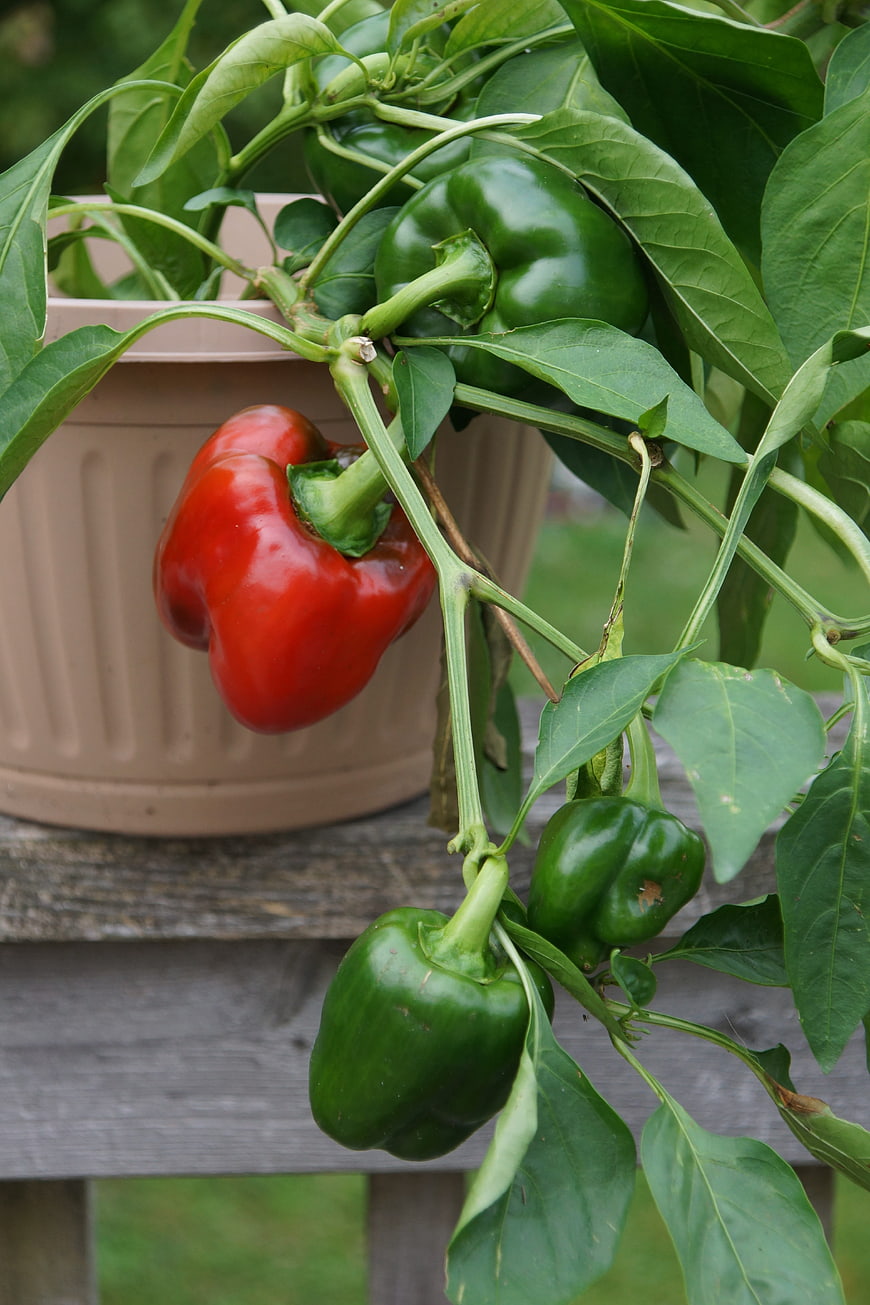 Red and Green Bell Peppers Growing on Plant