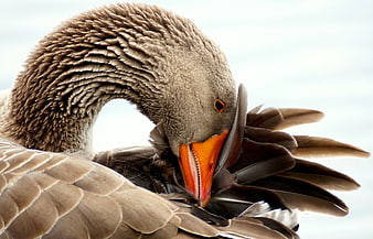 Close-up of a Greylag Goose Preening Feathers