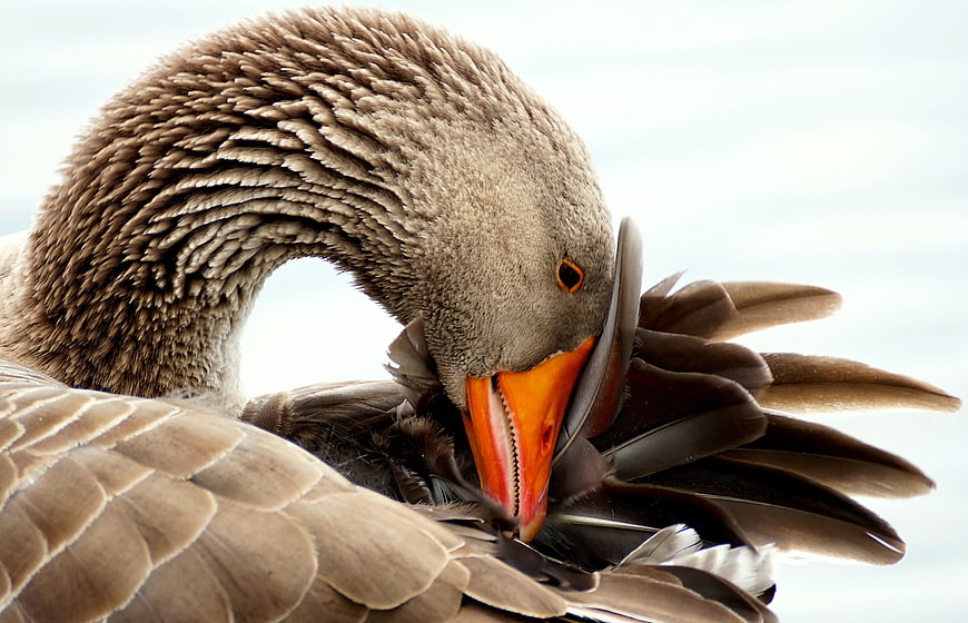 Close-up of a Greylag Goose Preening Feathers
