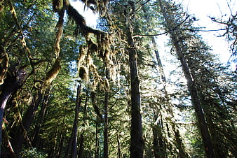 Low angle view of mossy trees in a dense temperate rainforest