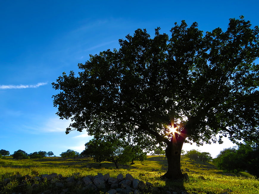 Sunlit Oak Tree in Green Pastoral Meadow Landscape