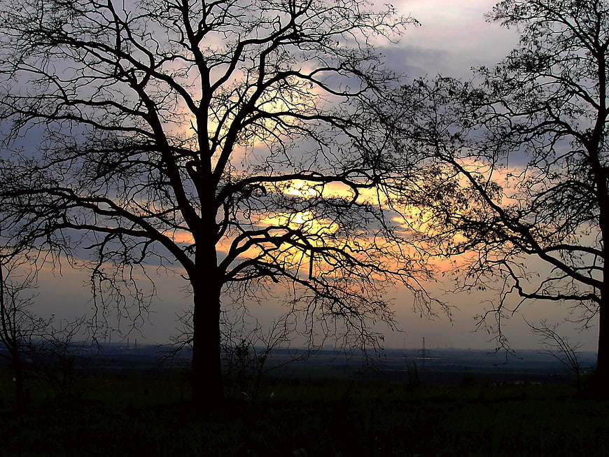 Silhouette of bare trees against a colorful sunset sky