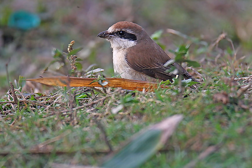 Brown Shrike Bird Perched in Natural Grass Habitat
