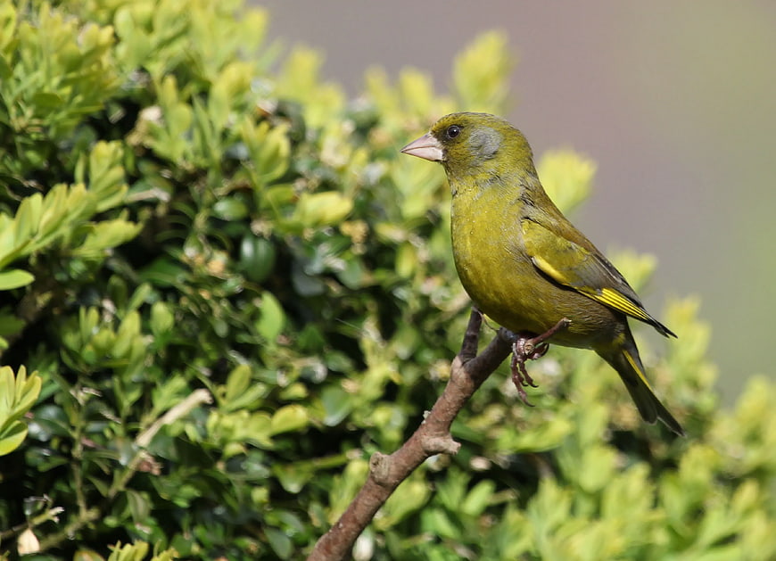 European Greenfinch Perched on Branch in Sunlight