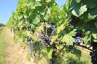 Ripe purple grapes hanging on vine in sunny vineyard