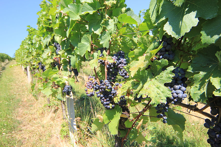 Ripe purple grapes hanging on vine in sunny vineyard