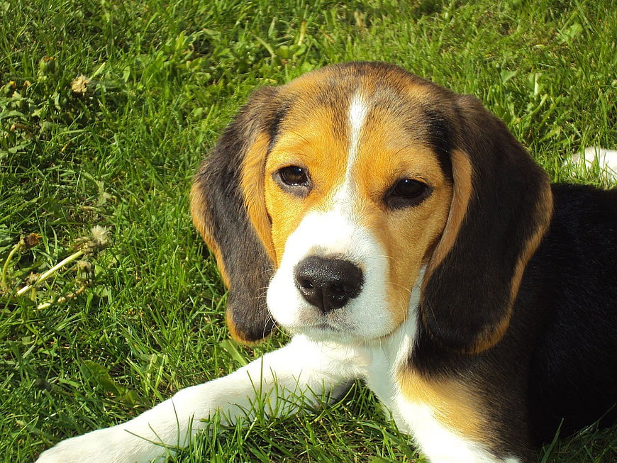 Cute Beagle Puppy Lying on Green Grass