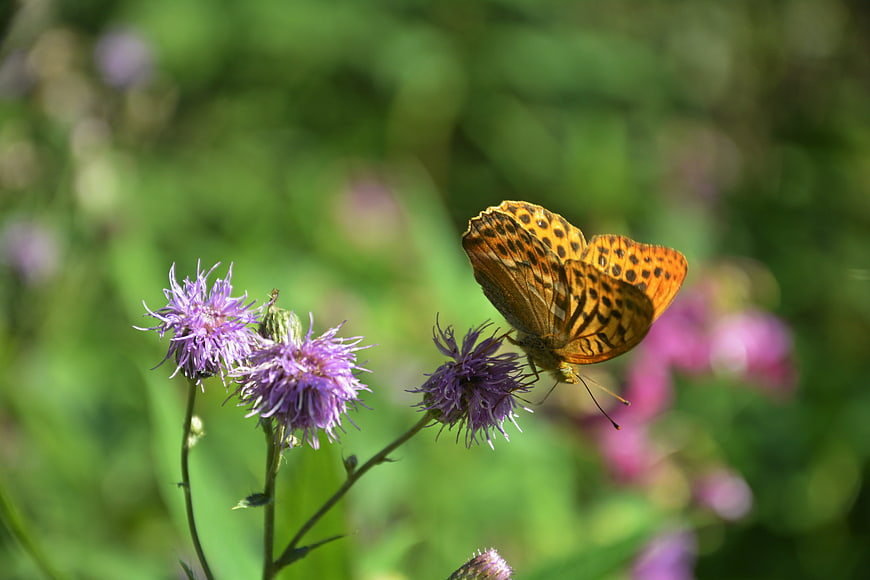Orange butterfly on purple thistle flower in summer meadow