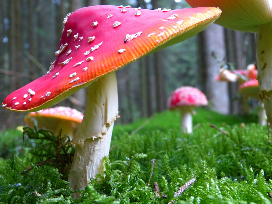 Red Fly Agaric Mushroom in Mossy Forest