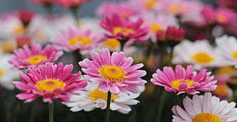 Vibrant Pink and White Daisies in a Garden