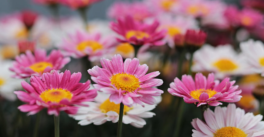 Vibrant Pink and White Daisies in a Garden