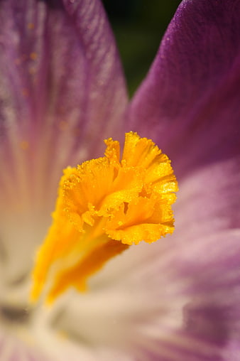 Macro Crocus Flower with Yellow Stigma and Purple Petals