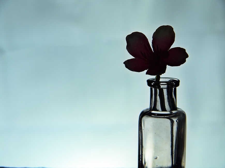 Silhouette of a single flower in a glass bottle against a blue background