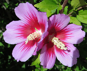Vibrant pink hibiscus flowers with red centers in sunlight