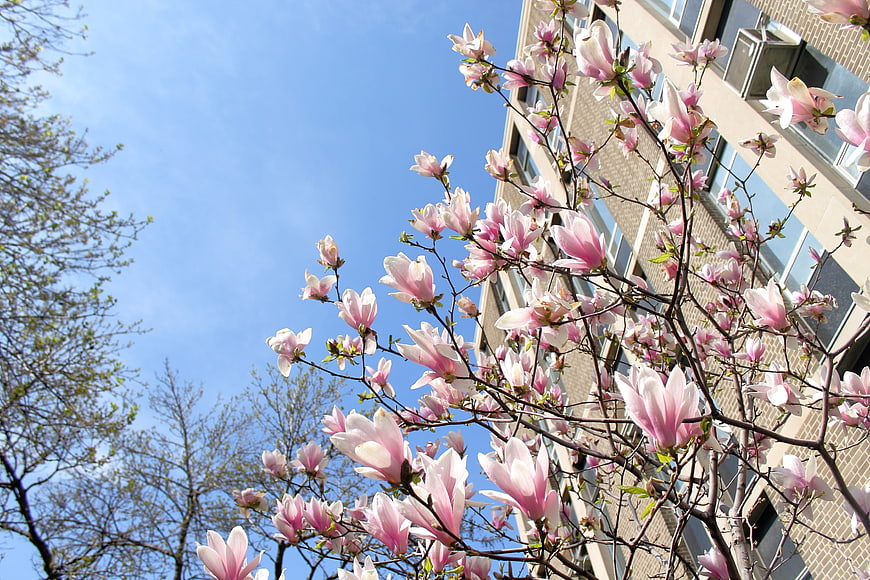 Pink Magnolia Blossoms Against Blue Sky and Building
