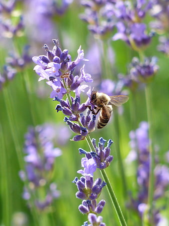 Honey Bee Pollinating Purple Lavender Flower