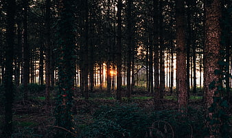 Sunset light filtering through dense pine forest trees