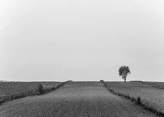 Solitary Tree on Rural Road in Black and White