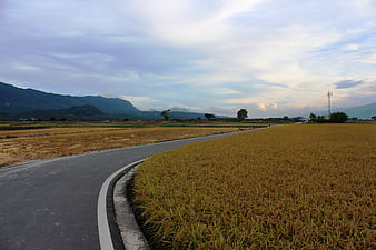 Winding Road Through Golden Rice Paddy Fields