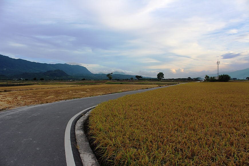 Winding Road Through Golden Rice Paddy Fields