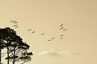 Silhouetted birds flying in formation over pine trees at sunset