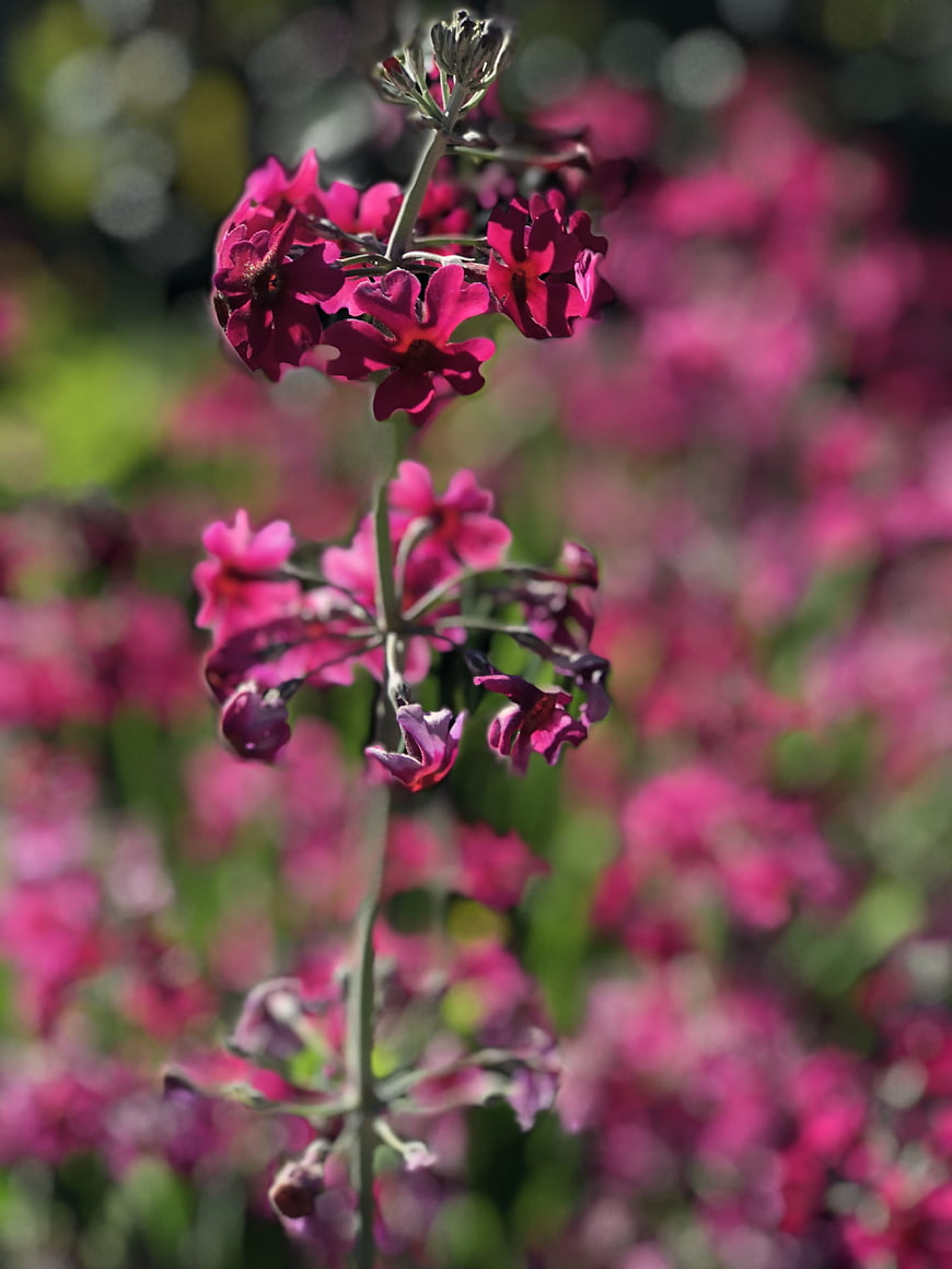 Close-up of vibrant pink primrose flowers in a garden