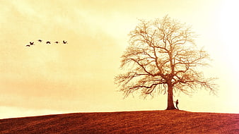 Lone figure standing under bare tree on hill with flying birds