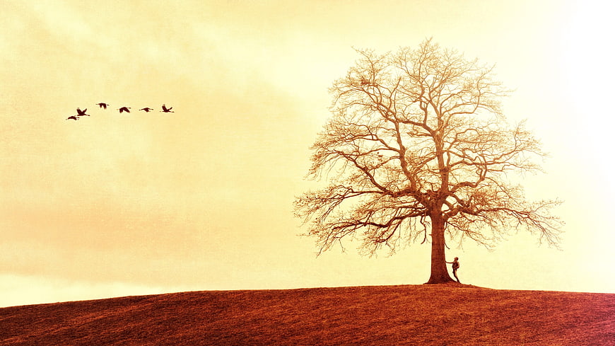 Lone figure standing under bare tree on hill with flying birds