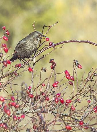 Blackbird Eating Red Berries on Branch