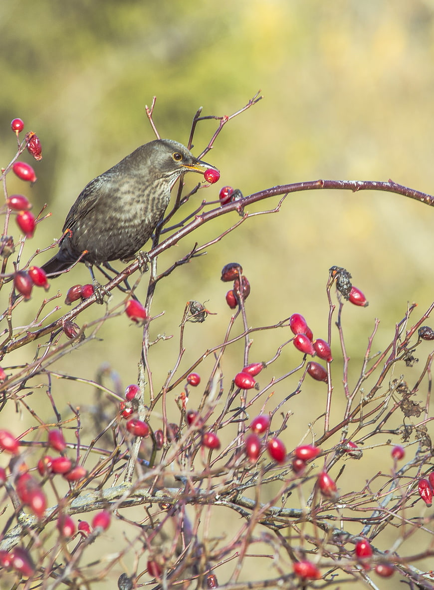 Blackbird Eating Red Berries on Branch