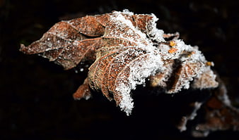 Close-up of frost-covered brown leaves on dark background