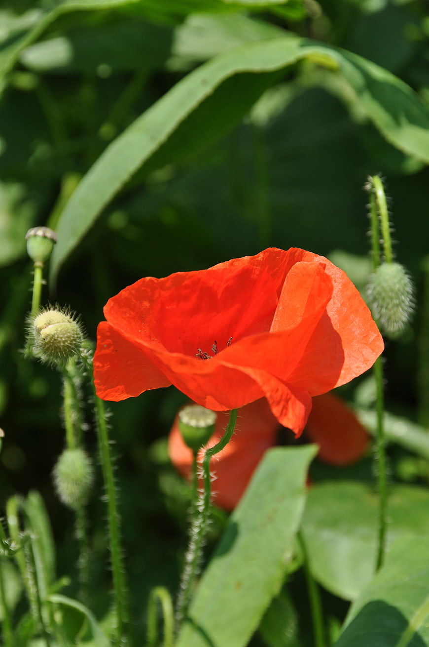 Vibrant Red Poppy Flower in Green Garden