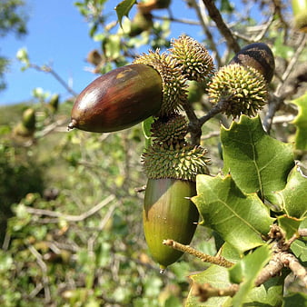 Close-up of Oak Acorns Hanging on a Branch