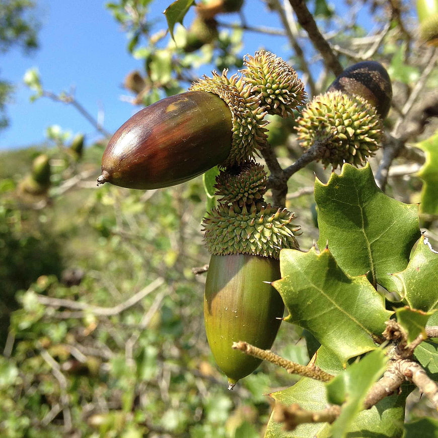 Close-up of Oak Acorns Hanging on a Branch