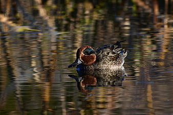 Green-winged Teal Duck Swimming in Calm Water