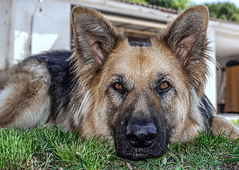 German Shepherd Dog Portrait Resting On Green Grass