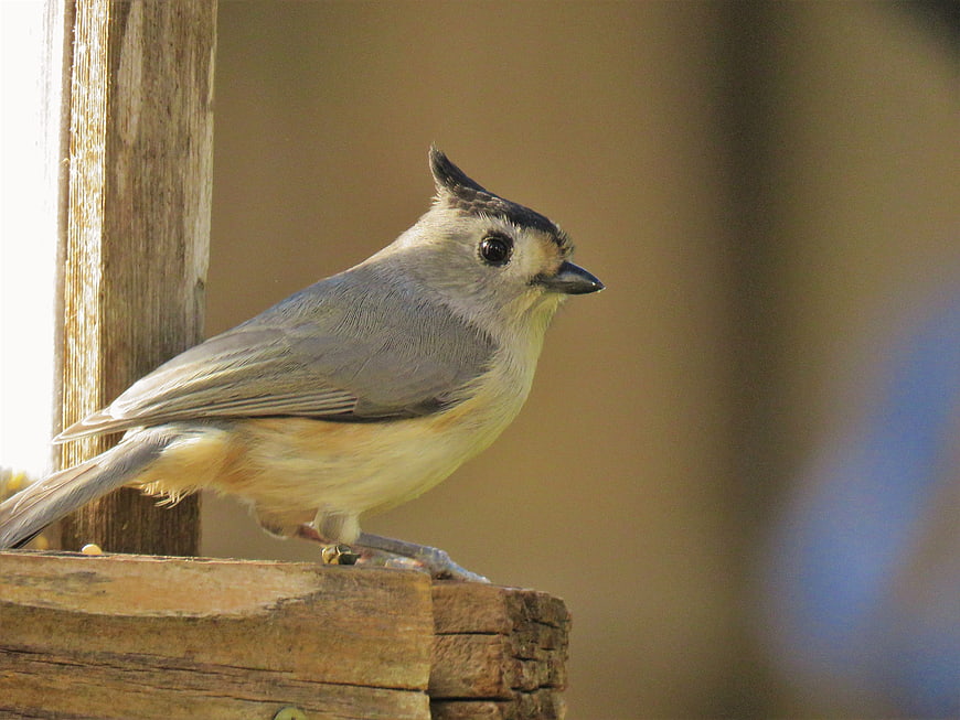 Tufted Titmouse perched on wooden bird feeder
