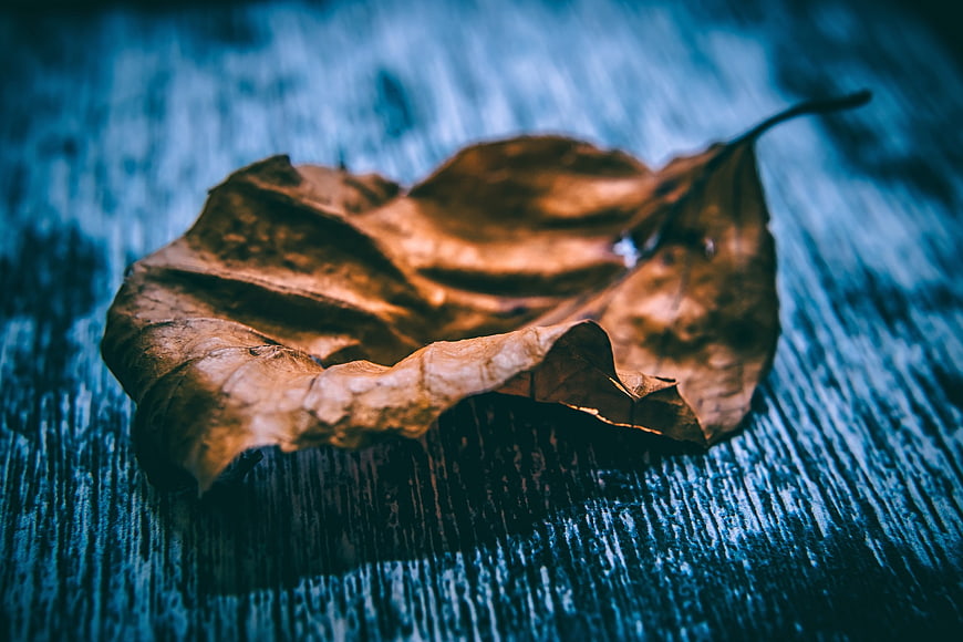 Dried brown leaf on blue wooden background