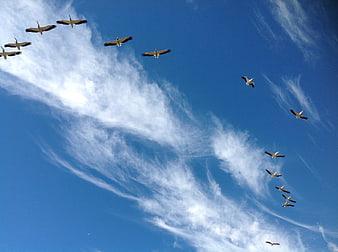 Flock of pelicans flying in blue sky with clouds